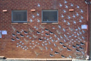 shorebirds